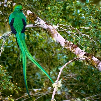 Resplendent Quetzal