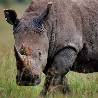 Rhinoceros