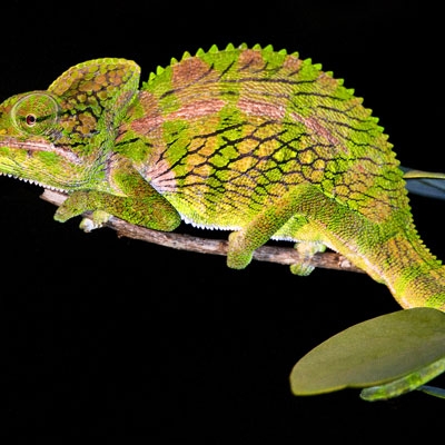 Rhinoceros chameleon
