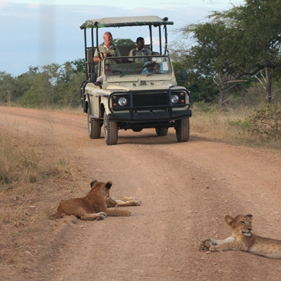 Wildlife viewing from a safari vehicle