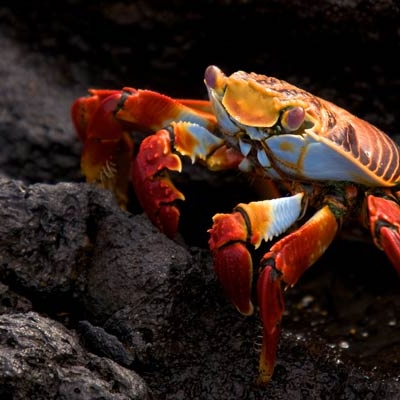 Sally Lightfoot crab