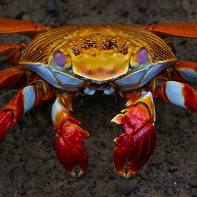 Sally Lightfoot crab