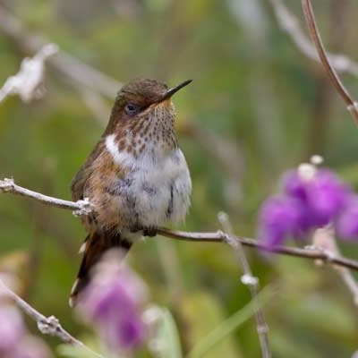 Scintillant Hummingbird