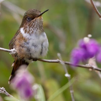 Scintillant Hummingbird at Savegre Reserve