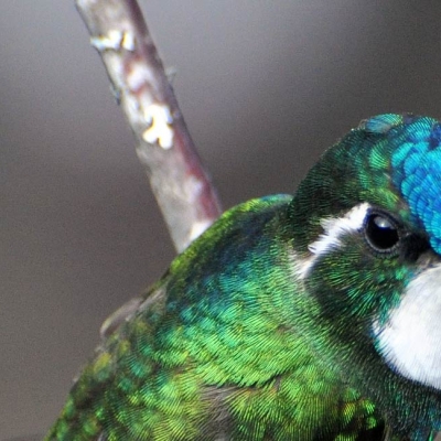 White-throated Mountain-gem