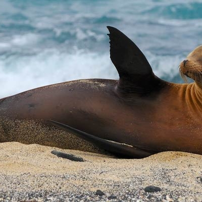 Sea Lion