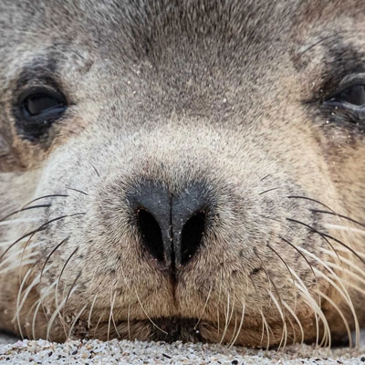 Galápagos sea lion