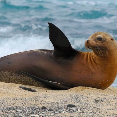 Galápagos sea lion