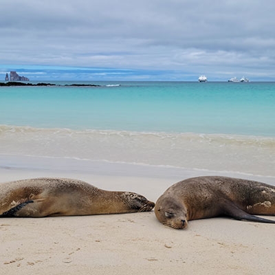 Galápagos sea lions on the beach