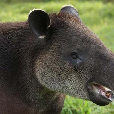 Tapir