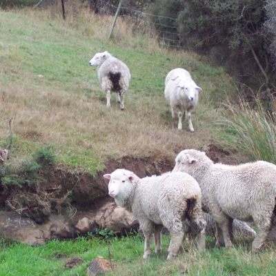 Sheep farm
