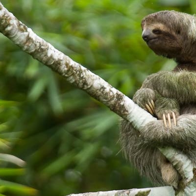 Three-toed sloth
