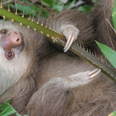 Two-toed sloth