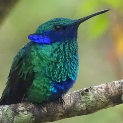 Sparkling Violetear