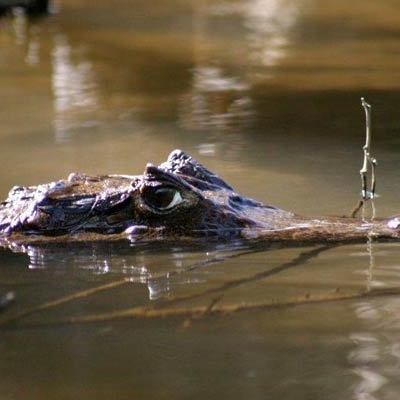 Spectacled Caiman