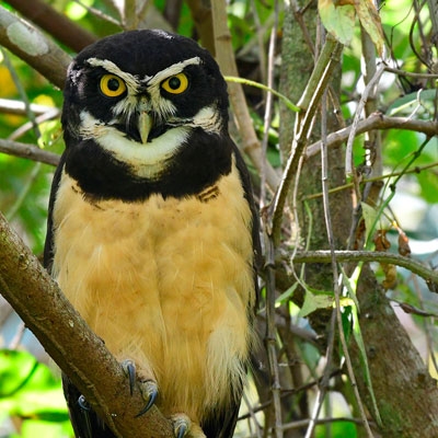 Spectacled Owl 