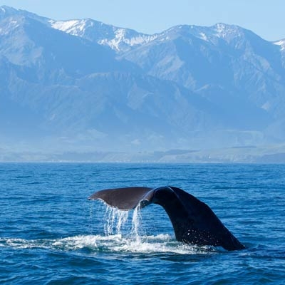 Sperm Whale