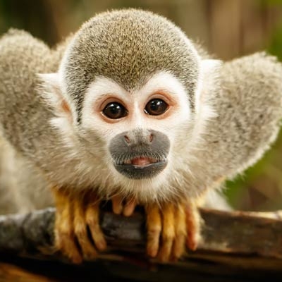 Squirrel monkey 