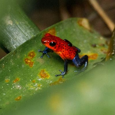 Strawberry poison dart frog