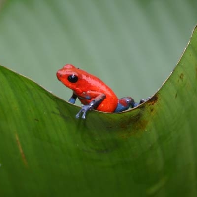 Strawberry poison dart frog