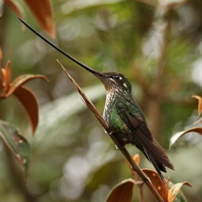 Sword-billed Hummingbird