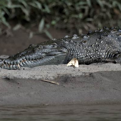 Tarcoles Crocodile
