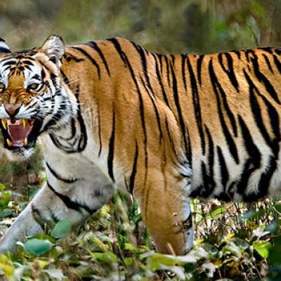 Wild tiger snarling