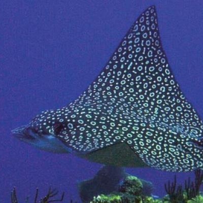 Manta Ray at Tobacco Caye