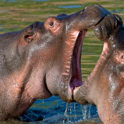 Hippos