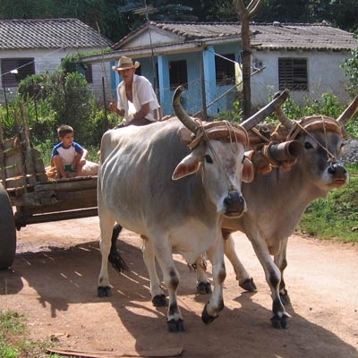 Farmers in Viñales Valley