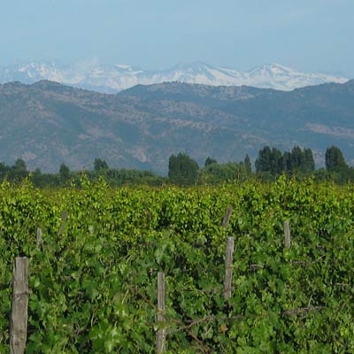 Vineyard with Andes in background
