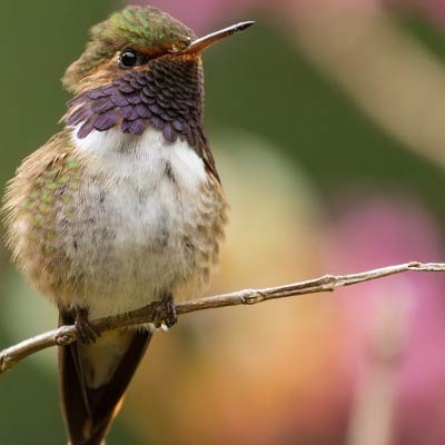 Volcano Hummingbird