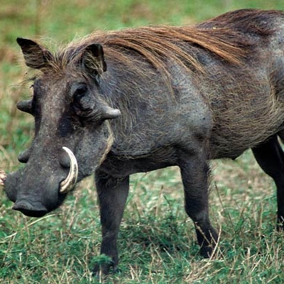 Warthog