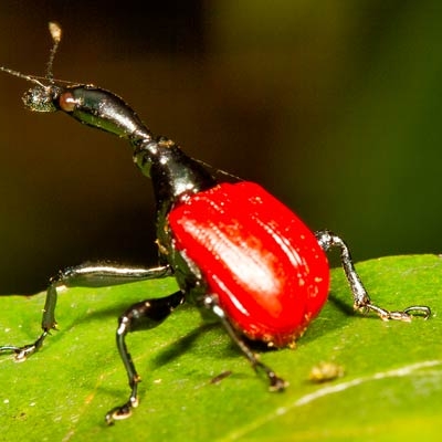 Giraffe weevil