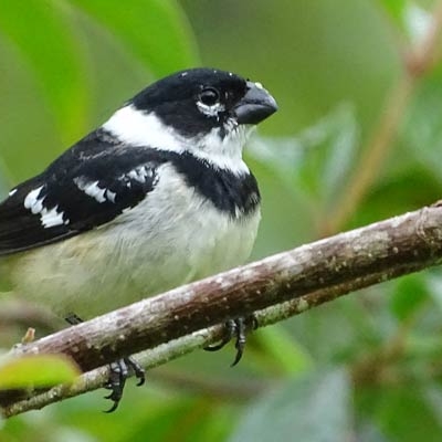 Morelet's Seedeater 