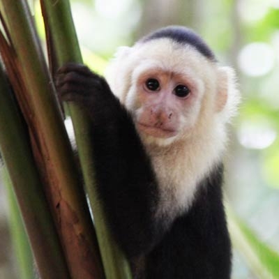 White-faced capuchin