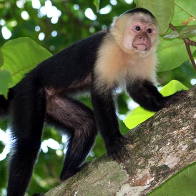 White-faced Capuchin 
