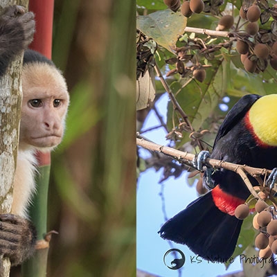 White-faced capuchin; Keel-billed Toucan