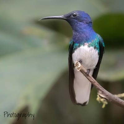 White-necked Jacobin