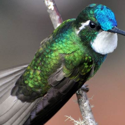 White-throated Mountain-gem