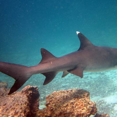 Whitetip reef shark