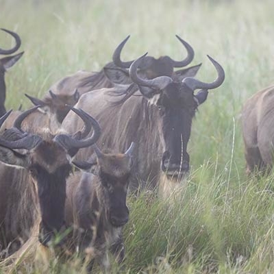 Wildebeests