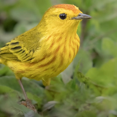 Galápagos Yellow Warbler