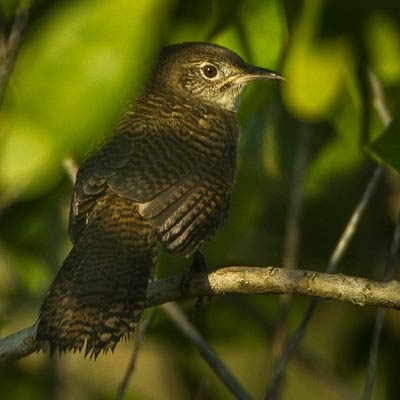 Zapata Wren (Ferminia cerverai)
