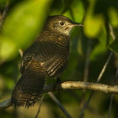 Zapata Wren (Ferminia cerverai)