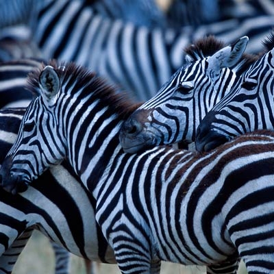 Zebras
