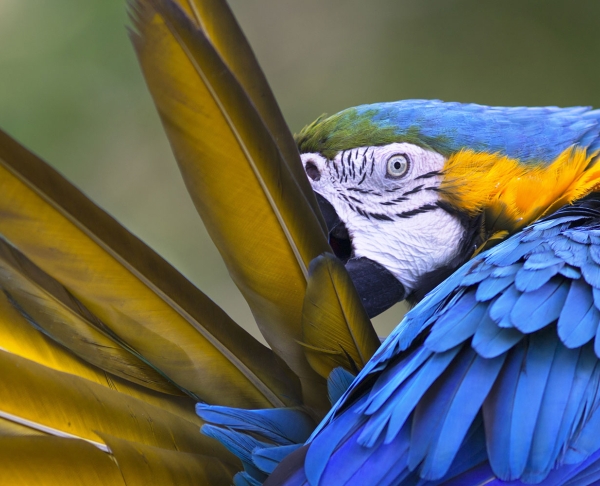 A blue-and-yellow macaw preens its feathers