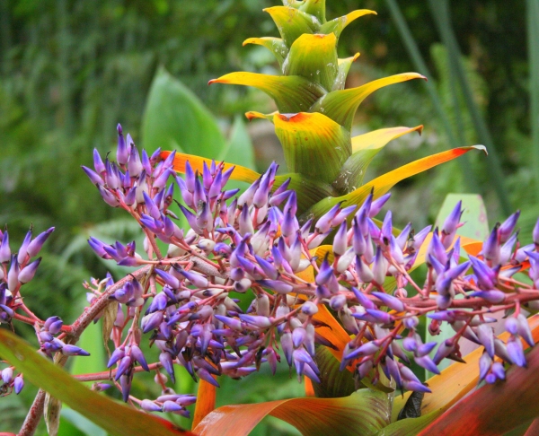 Closeup of a tropical bromeliad in bloom