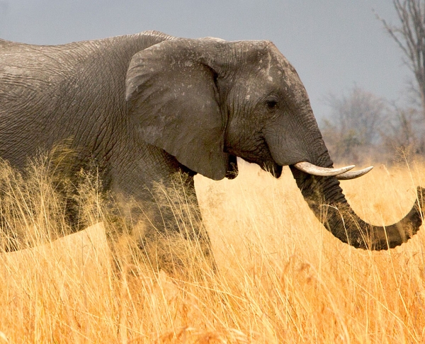 African elephant standing in tall, dry grass on the savanna