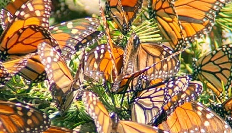 Close-up of monarch butterfly cluster